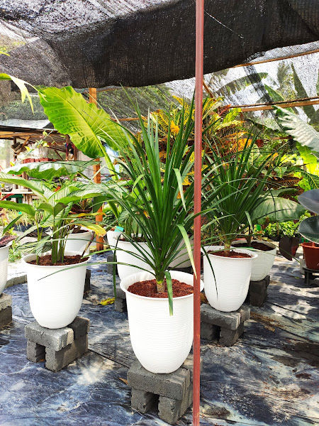 Berkat Nursery gallery