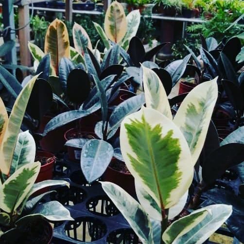 MEDALLION GARDEN ENTERPRISE gallery