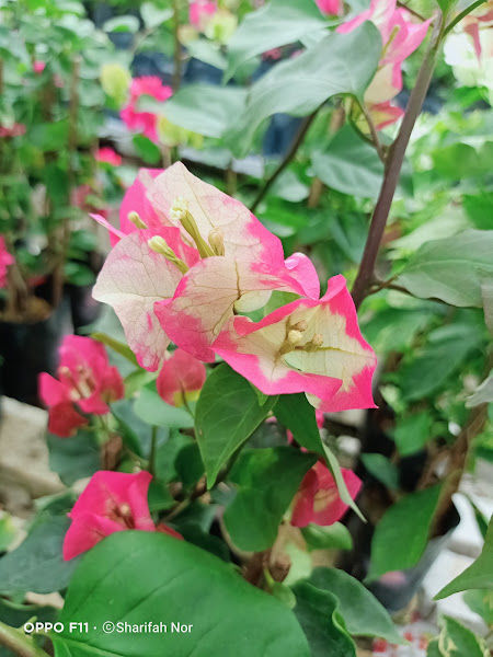 Go Green Nursery, Bougainvillea (Bunga Kertas) Supplier gallery