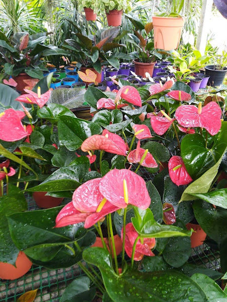 Nursery Dee Zer gallery