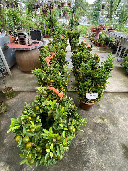 Kemuning Utama Nursery gallery