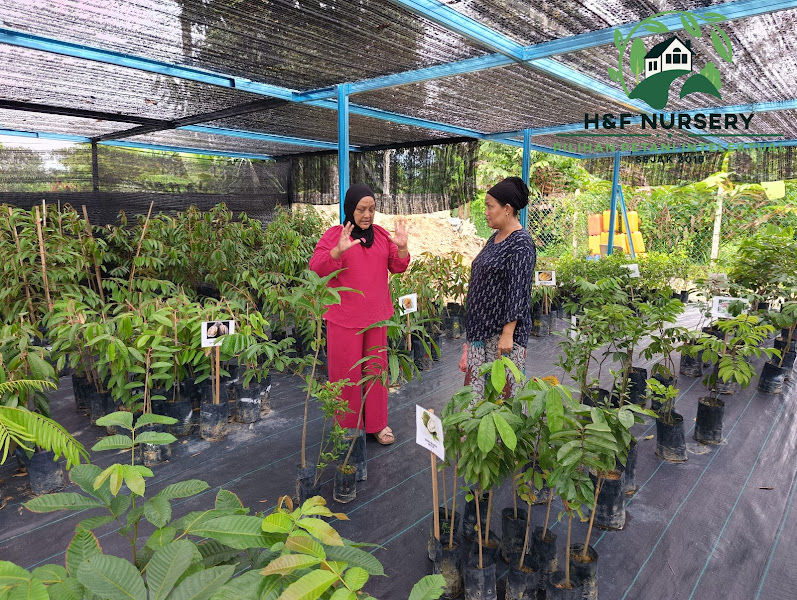 H&F Nursery