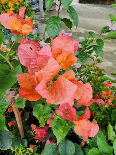 Go Green Nursery, Bougainvillea (Bunga Kertas) Supplier gallery