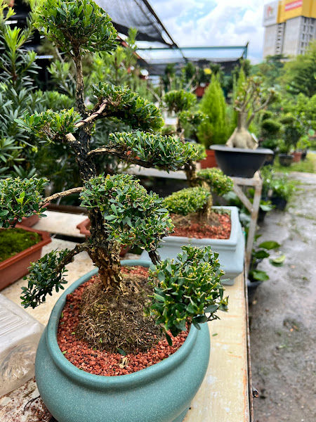 Fong Brothers Nursery and Landscaping gallery