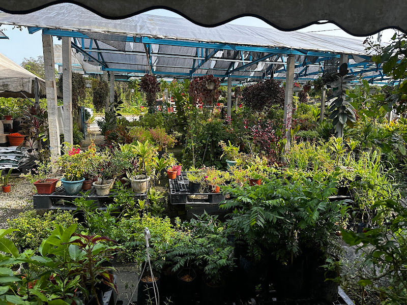 My Green Nursery gallery