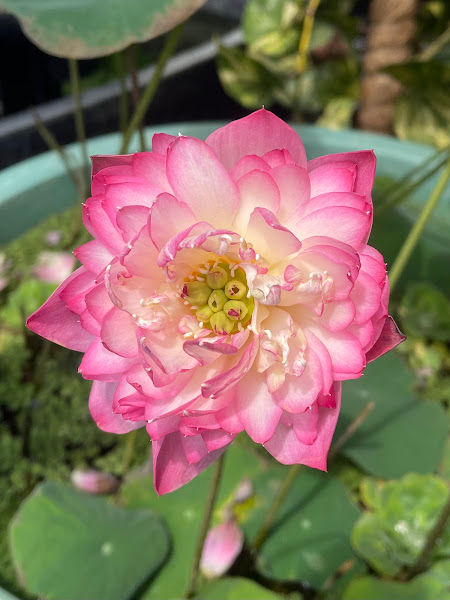 Sean Planters' Waterlily Lotus Garden 莲花 gallery