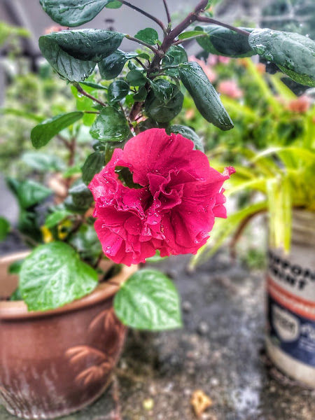 Nuraiman Nursery gallery