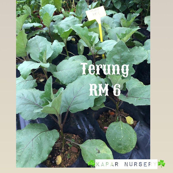 KAPAR NURSERY gallery