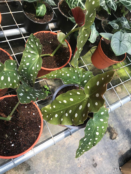 LS GROUP nursery gallery