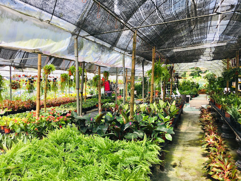 Tang Nursery gallery