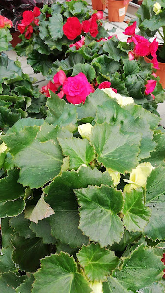 Pang Hua Shi Nursery gallery