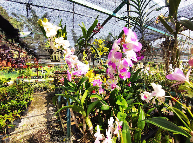 MRH Salsha Nursery gallery