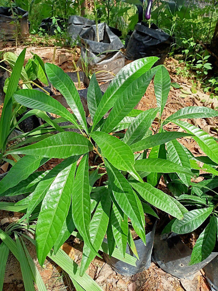YUM NURSERY & FAMILY gallery