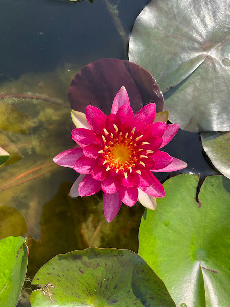 Sean Planters' Waterlily Lotus Garden 莲花 gallery