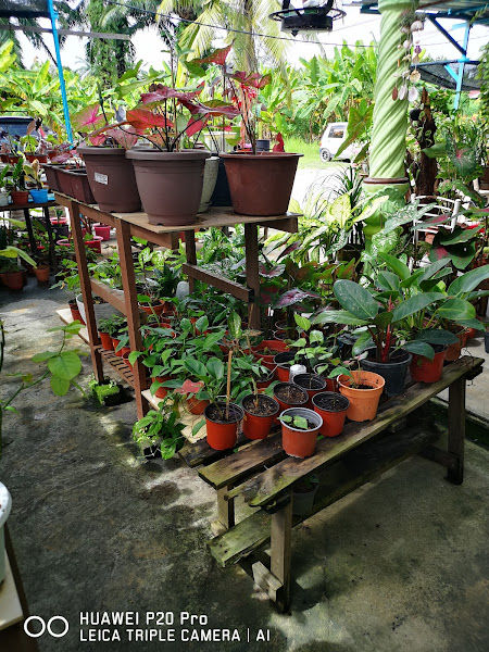 Keladi cantik gallery