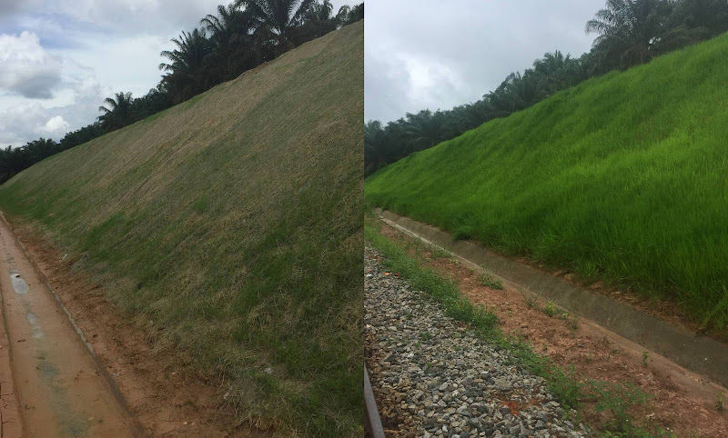 Berseri Hijau gallery