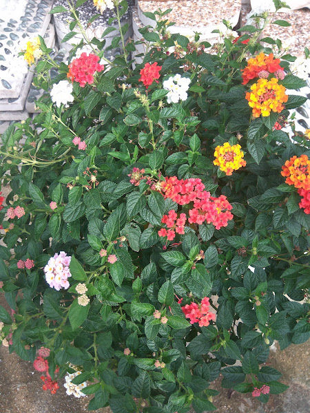 Taman Bunga Shou Tu gallery