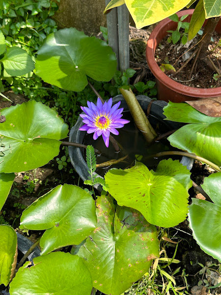 PYURUS GARDEN gallery