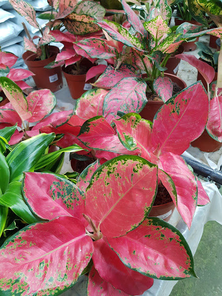 MEDALLION GARDEN ENTERPRISE gallery