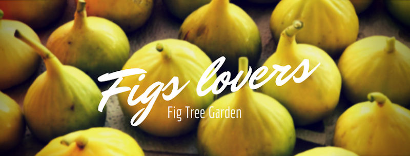 Fig Tree Garden, Penang gallery