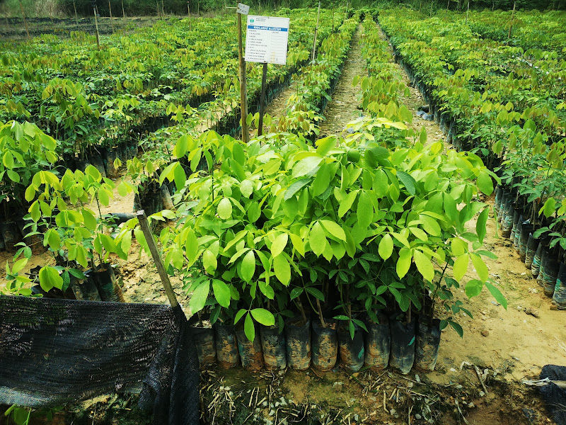 RISDA Semaian & Landskap Sdn Bhd