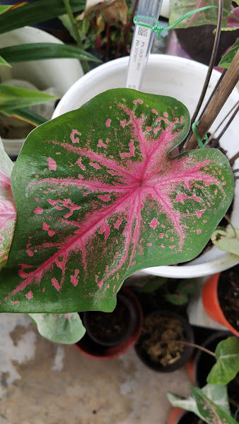 Nuur Plant House Nursery gallery