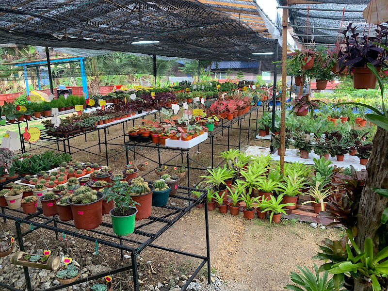 JIMMY NURSERY