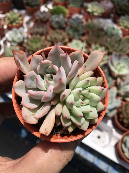 Succulent Secret Garden