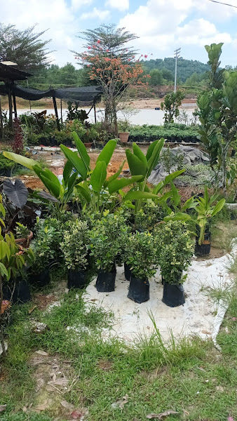 Hasibah Nursery gallery