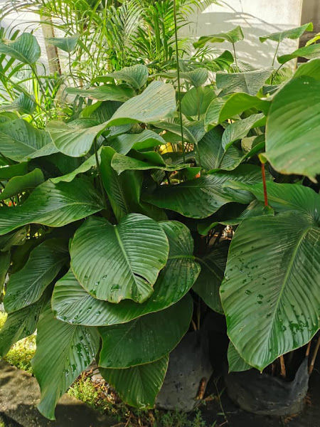 Nurseri Pokok - Plant In Pot gallery