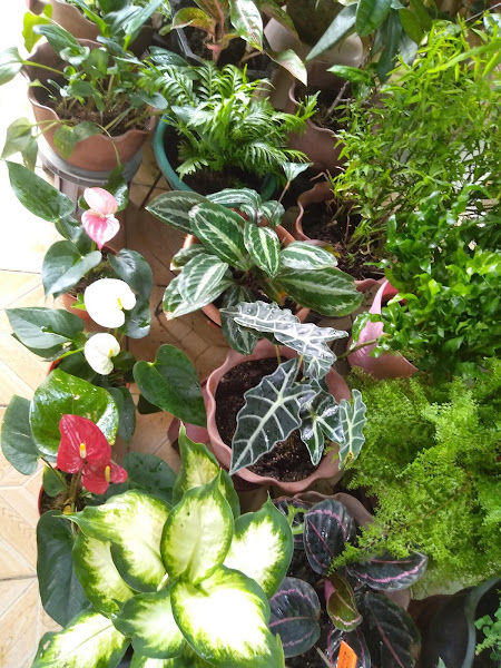 ZEDA NURSERY gallery