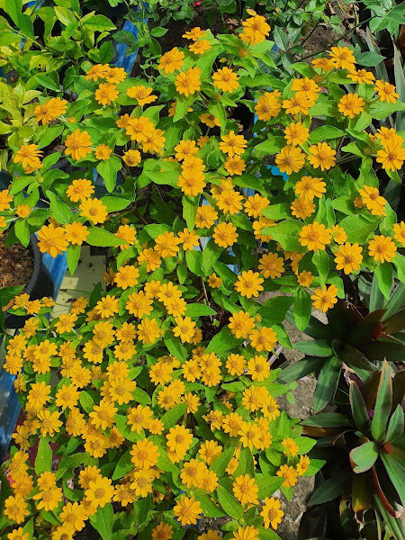 Nursery ZA pengkalan gallery