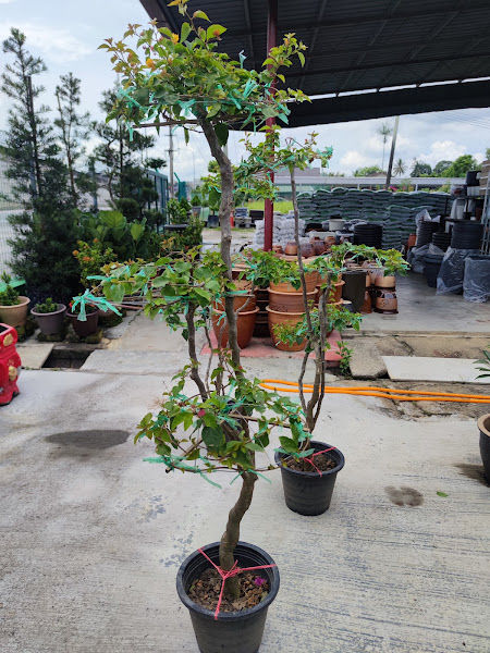 YUE LING NURSERY gallery