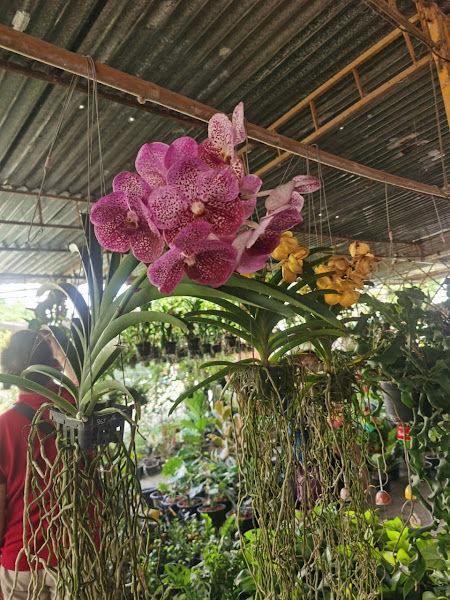 Nursery House Betong