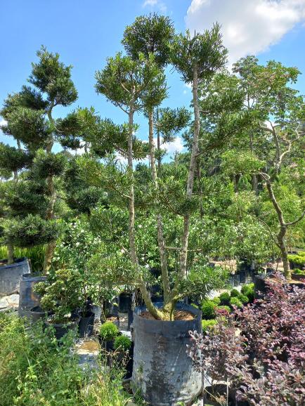 Pizul enterprise gallery