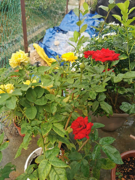 Rimbun Sekebun Sdn. Bhd. gallery