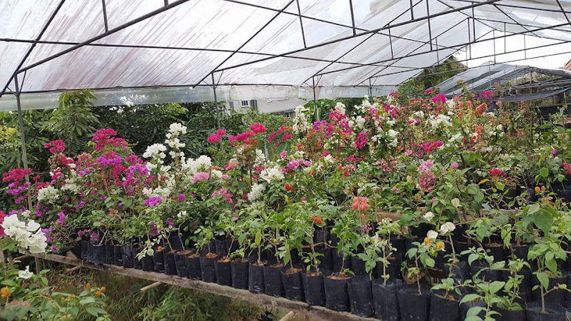 Ah Khoon Botanical Nursery