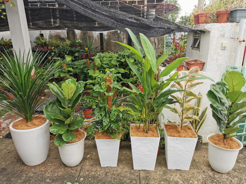 Nurseri Pokok - Plant In Pot gallery