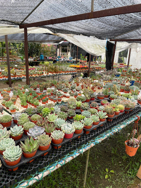 Ashe Succulent Garden