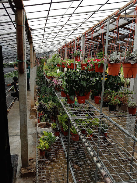 Tapak Semaian Baharum gallery