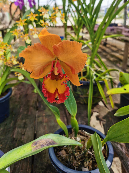 Leong Fong Orchid Nursery gallery
