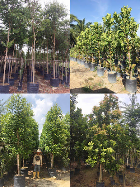 Rainforest Nursery Sdn Bhd gallery