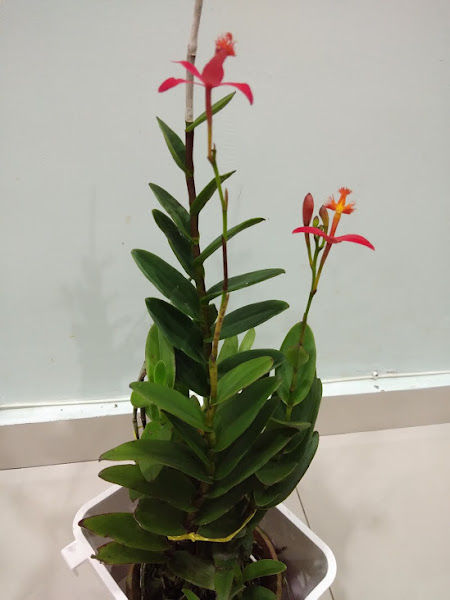 Serdang Orchid Nursery