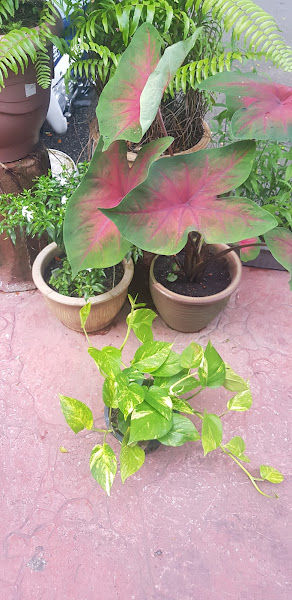 D ROSLEE ENTERPRISE gallery