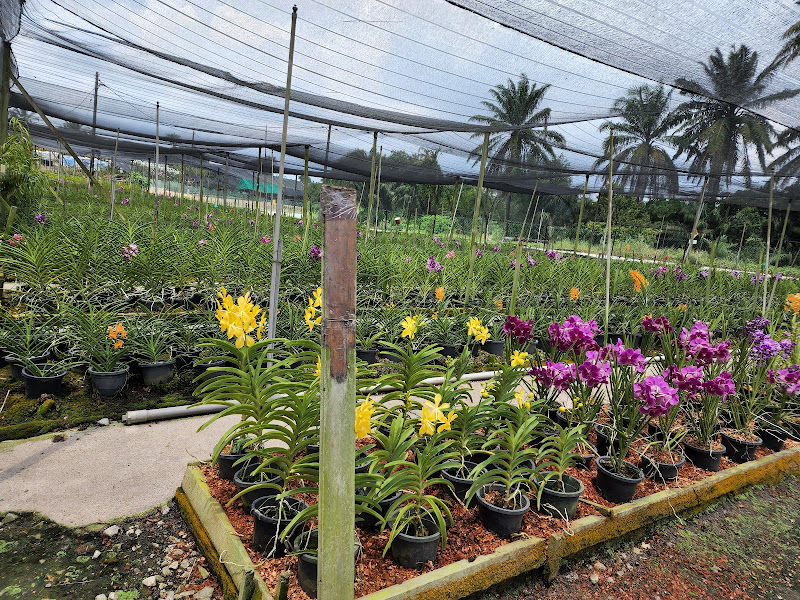 United Malaysian Orchids Sdn Bhd gallery