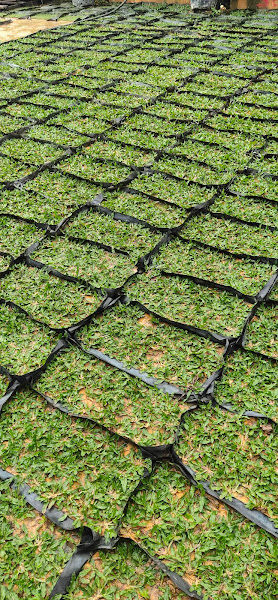 Ma garden and landscape 2 gallery