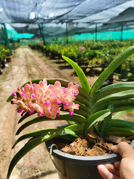 Leong Fong Orchid Nursery