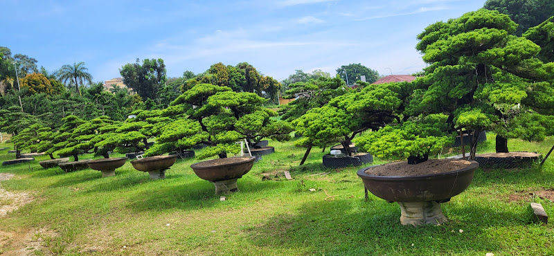 Poh Wah Bonsai Art Garden gallery