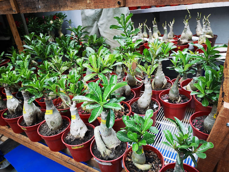 Uncle Captain gallery