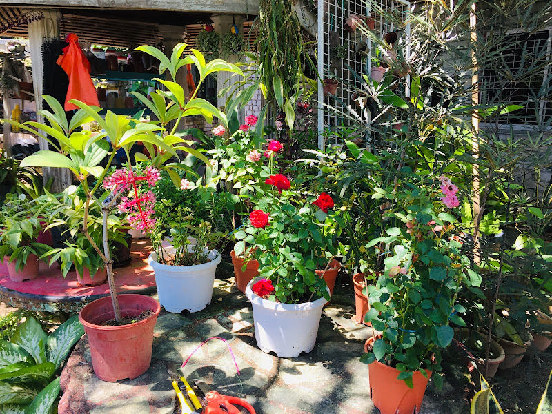 Ukay Nursery (Setiawangsa Branch)